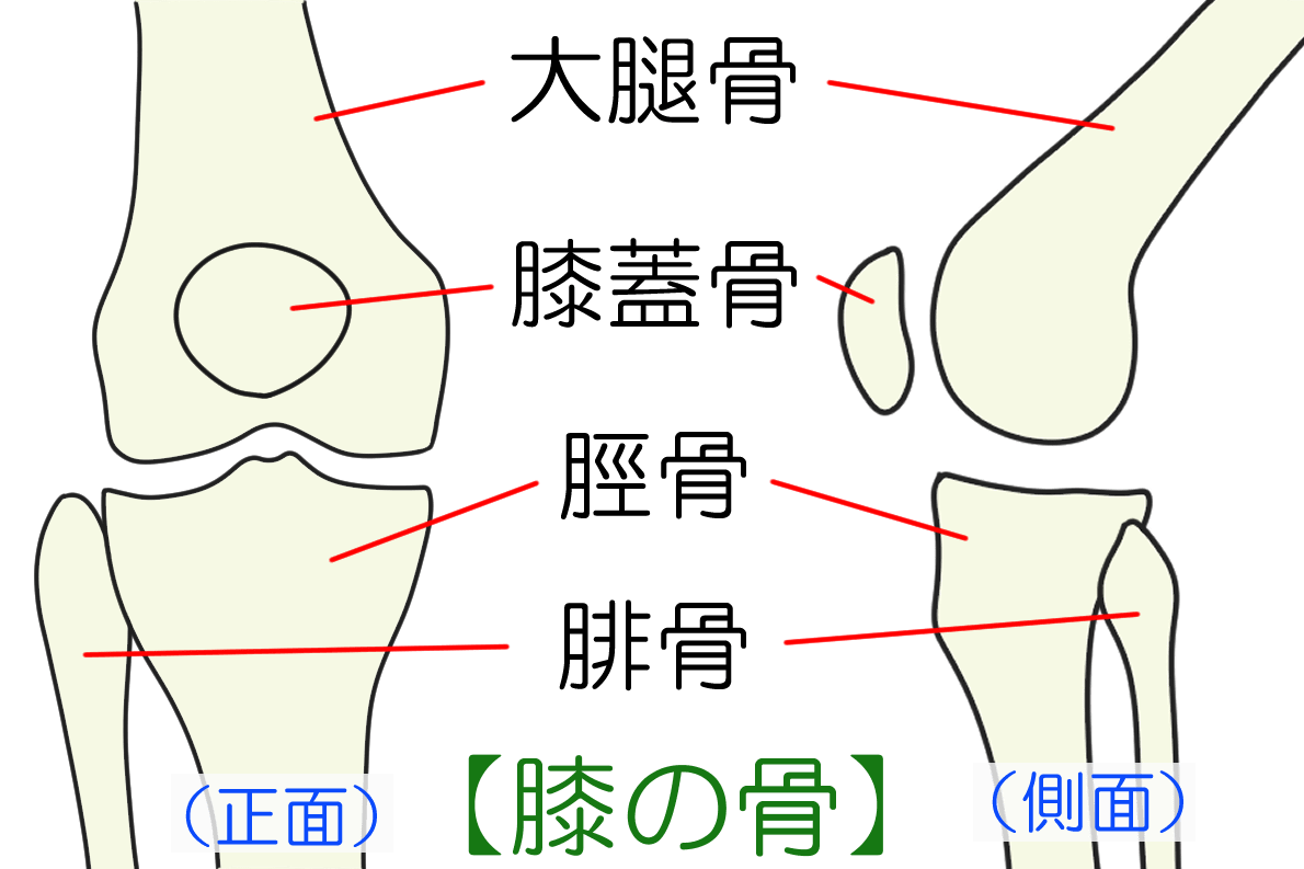 膝の構造（骨、関節、軟骨、靭帯など）について - 岐阜市 - 森