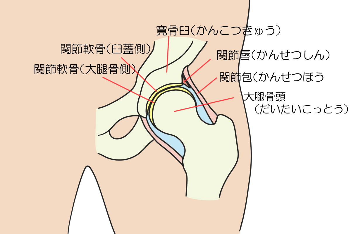 大腿骨近位部骨折について - 岐阜市 - 森整形外科リハビリクリニック