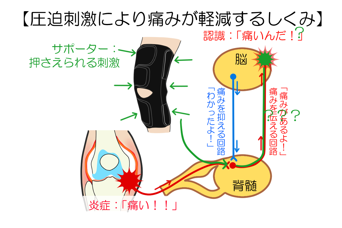 膝サポーター圧迫効果