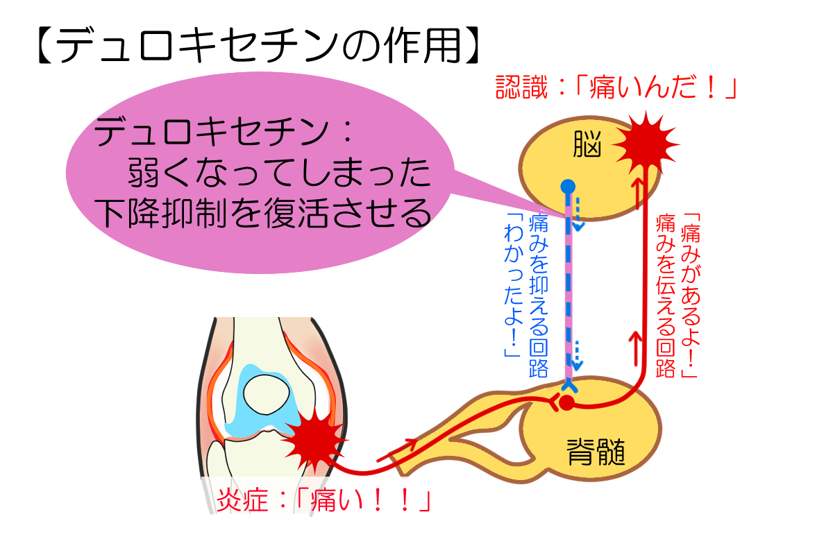 デュロキセチンの効果