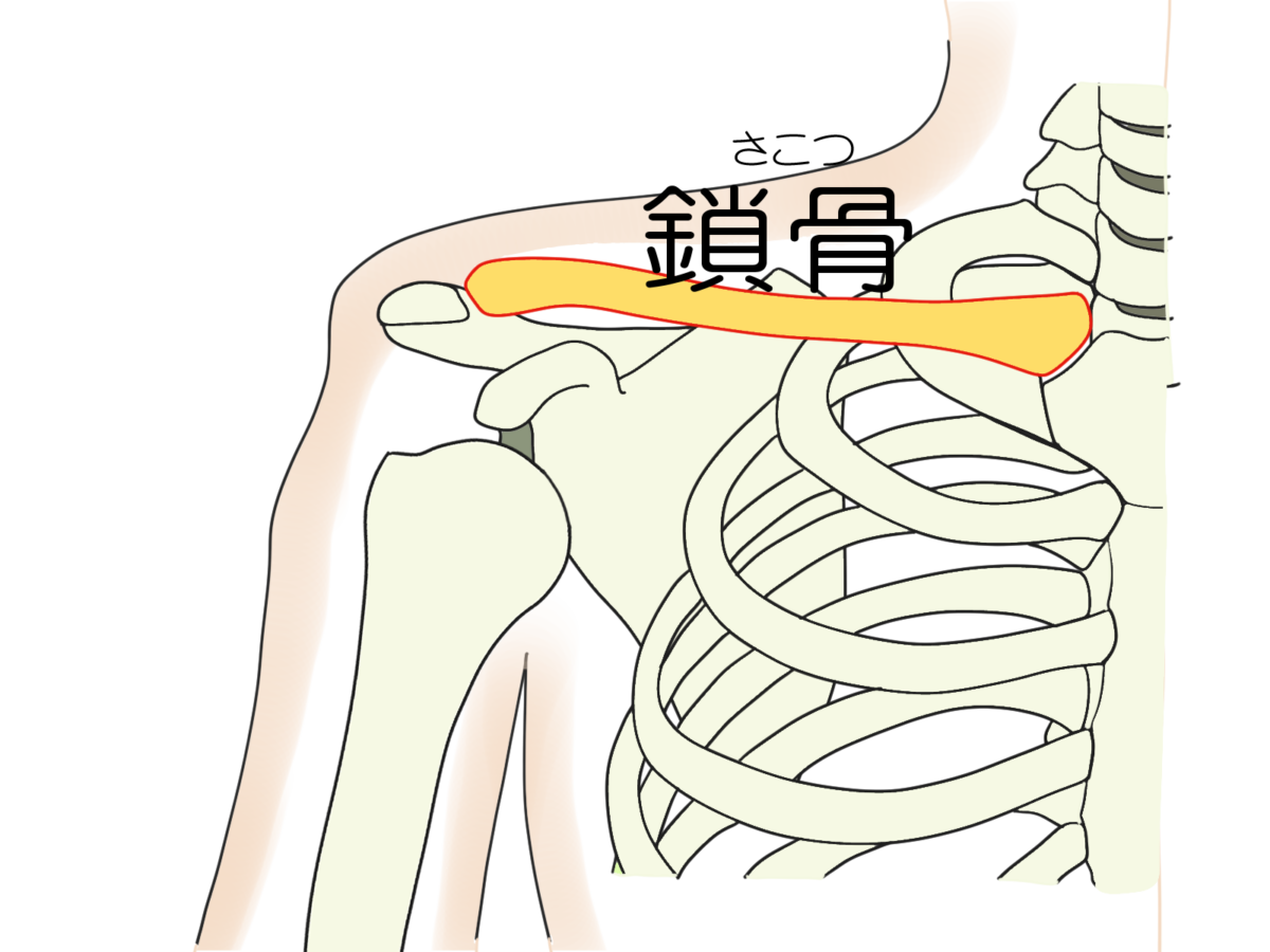 鎖骨骨折について 岐阜市 森整形外科リハビリクリニック