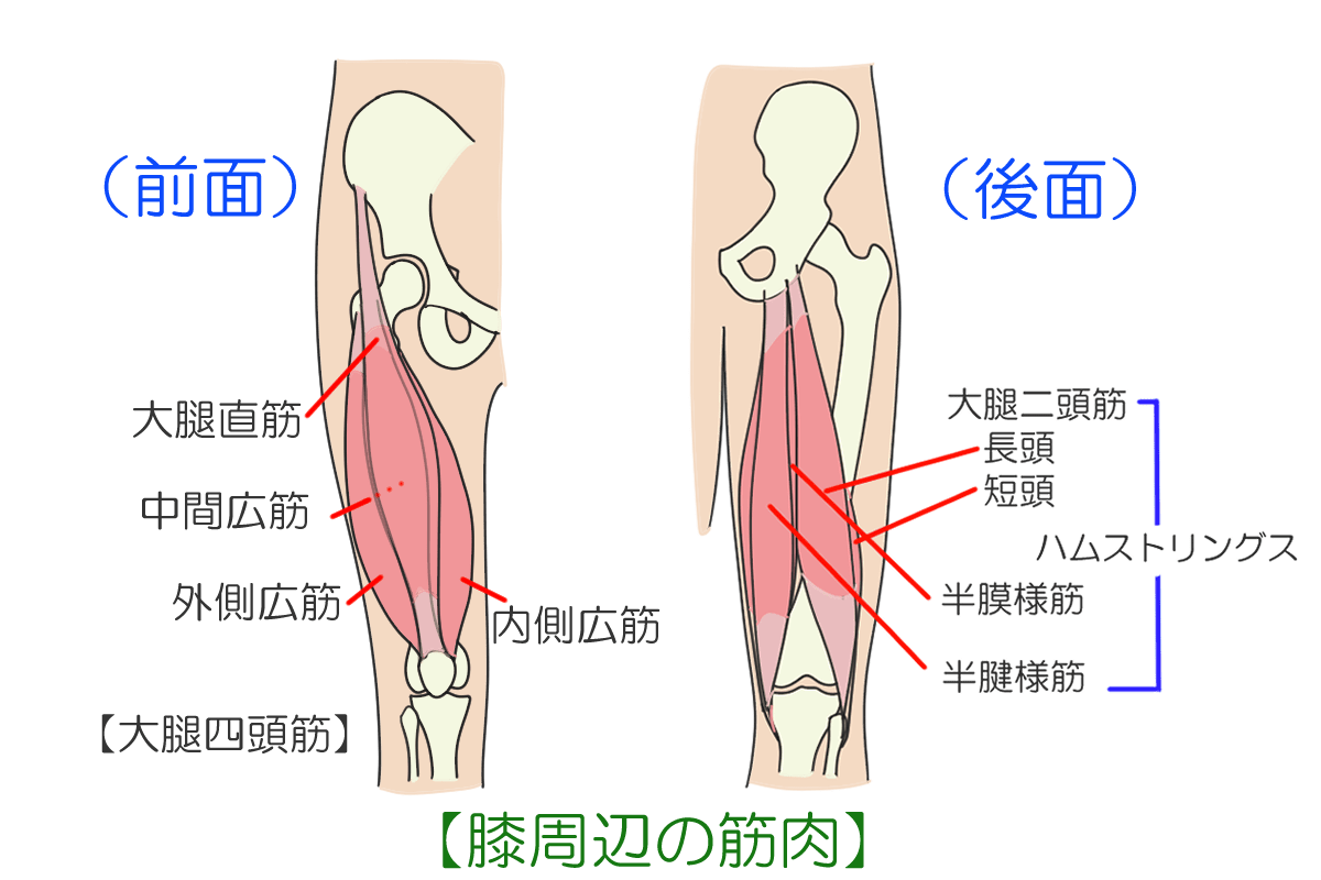 膝を支える筋肉