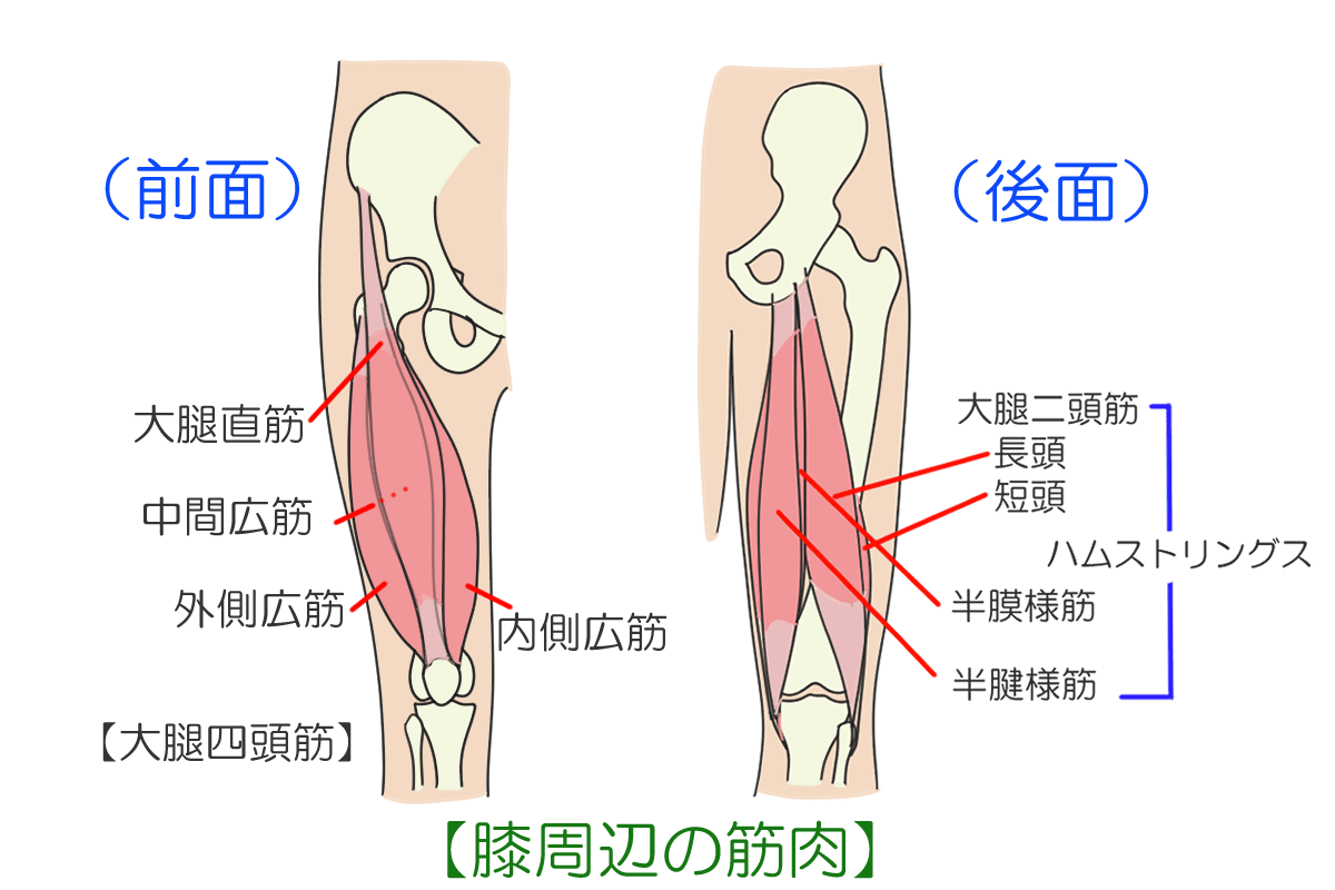 sainio 解剖学的医療膝関節靭帯モデル（膝関節3Dモデル - TurboSquid 1434946）
