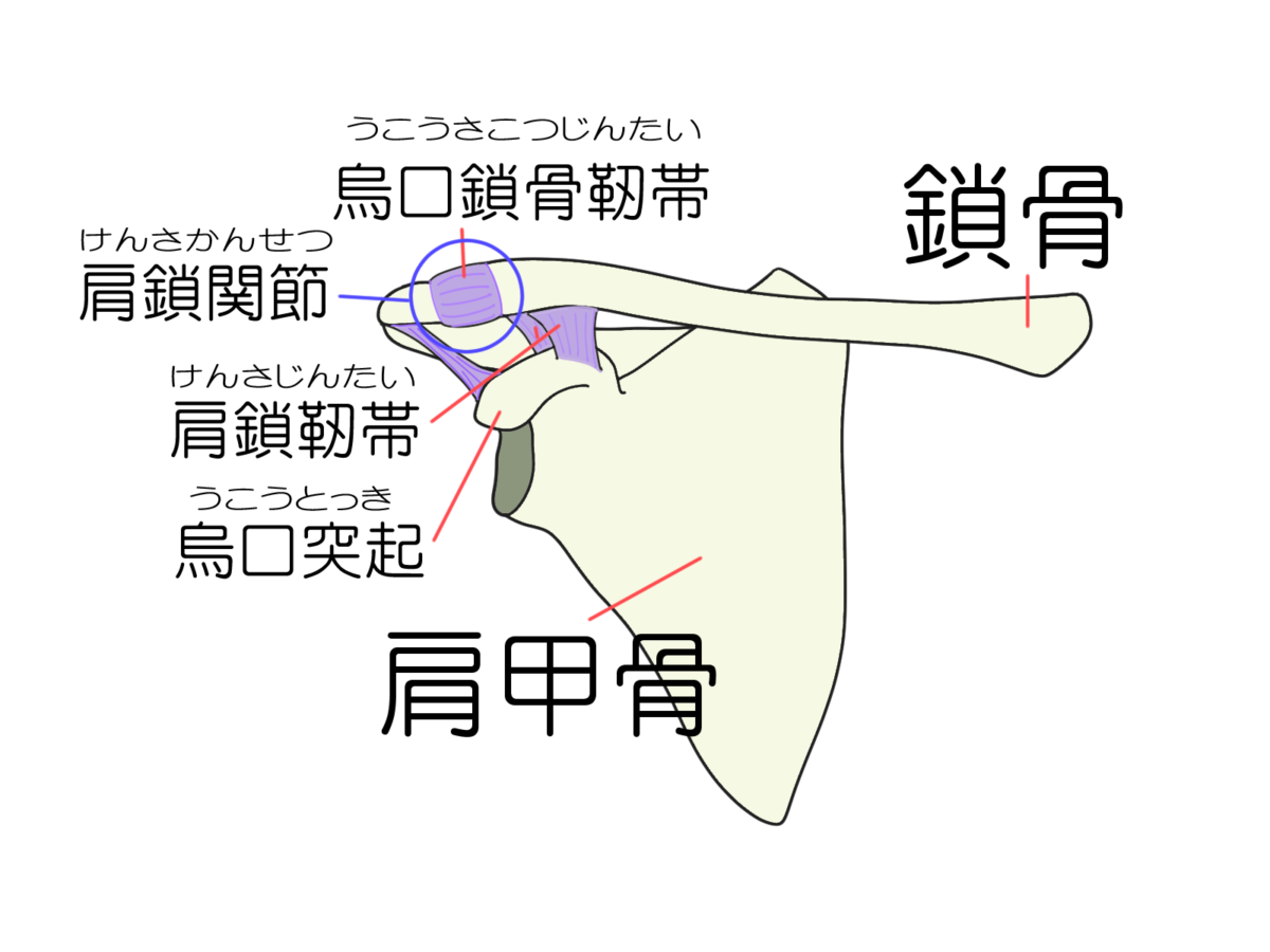 肩鎖関節とは