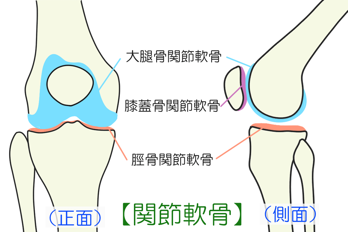 図解・膝の機能解剖と靭帯損傷 |本 | 通販 | Amazon