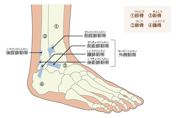 は 靭帯 損傷 と